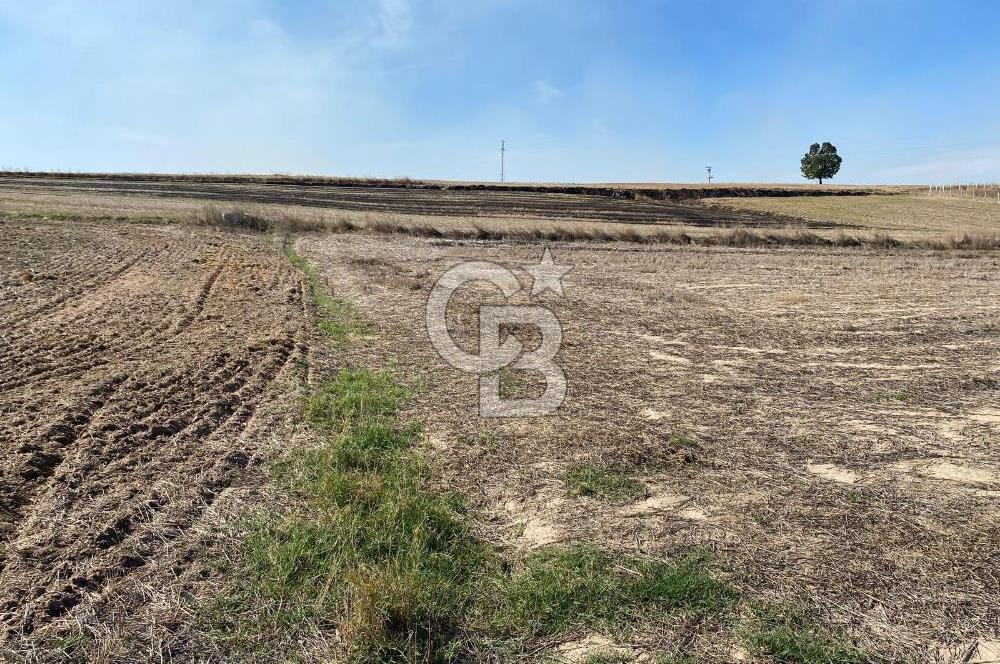 Edirne Tayakadın’da Mirastan 5528m2 Tek Tapu Satılık Tarla