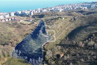 ÜNYE GÖLEVİ MAHALLESİ 17488 M2 SATILIK BAHÇE