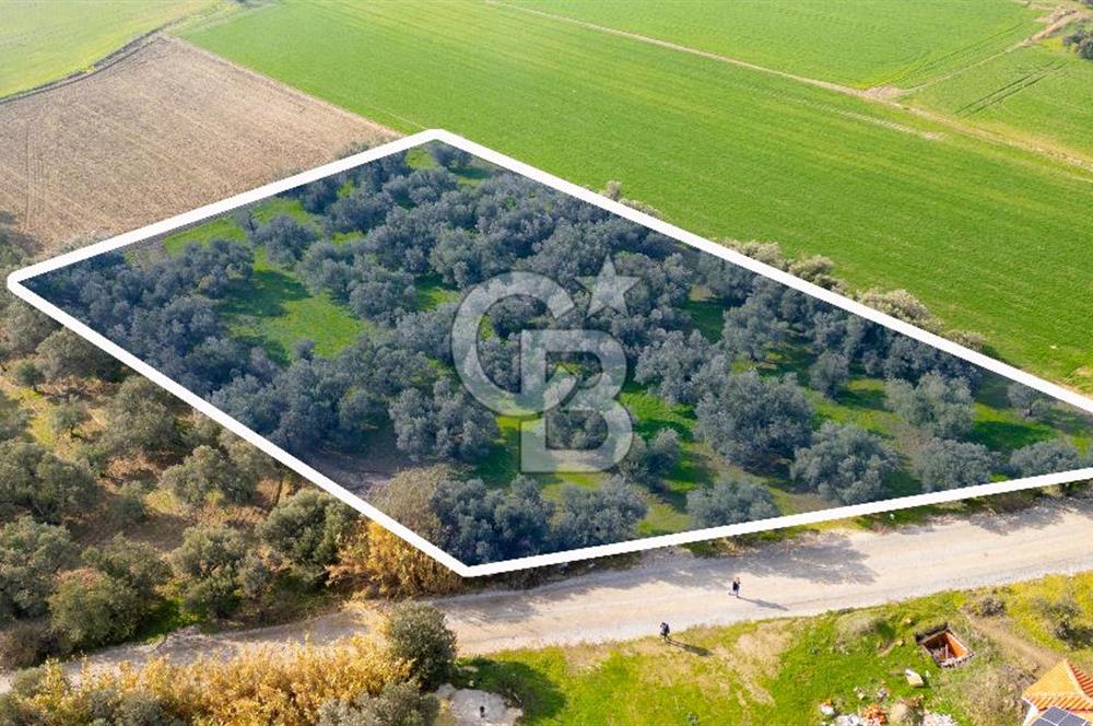 Foça Gerenköy de Satılık 4 Dönüm Tarla