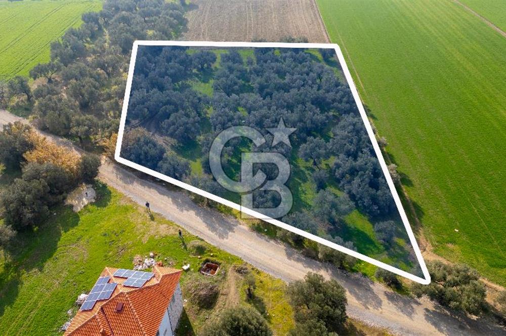 Foça Gerenköy de Satılık 4 Dönüm Tarla