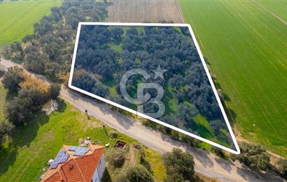 Foça Gerenköy de Satılık 4 Dönüm Tarla
