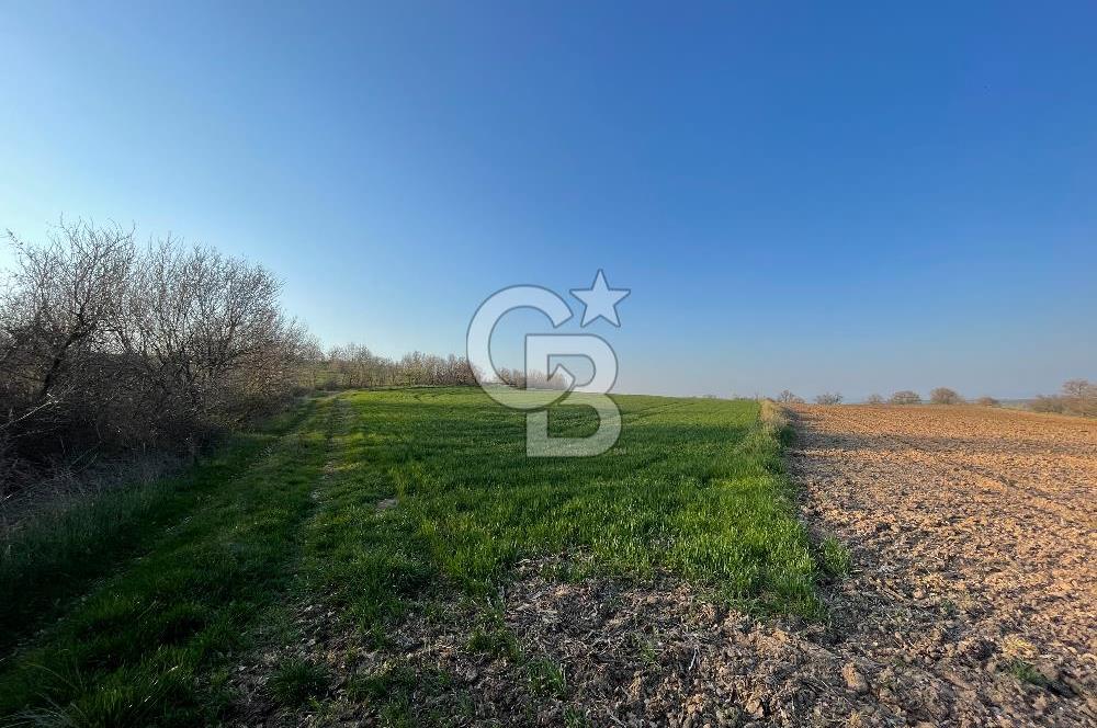 Kırklareli Lüleburgaz Celaliye 14.900 m2 Satılık Tarla