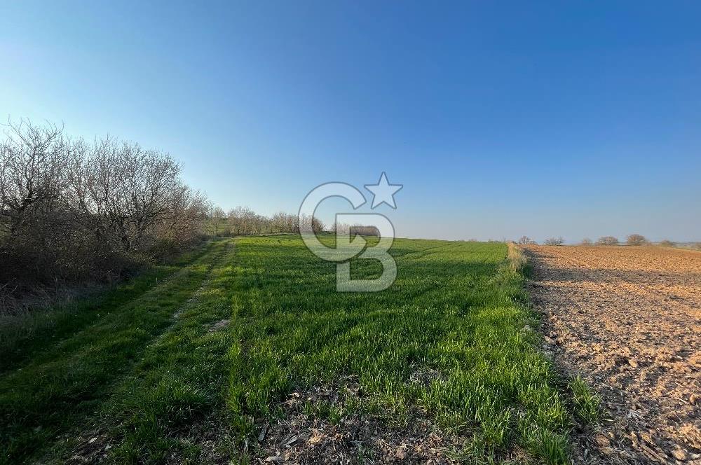 Kırklareli Lüleburgaz Celaliye 14.900 m2 Satılık Tarla