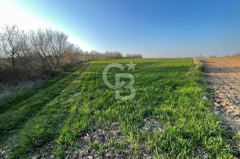 Kırklareli Lüleburgaz Celaliye 14.900 m2 Satılık Tarla