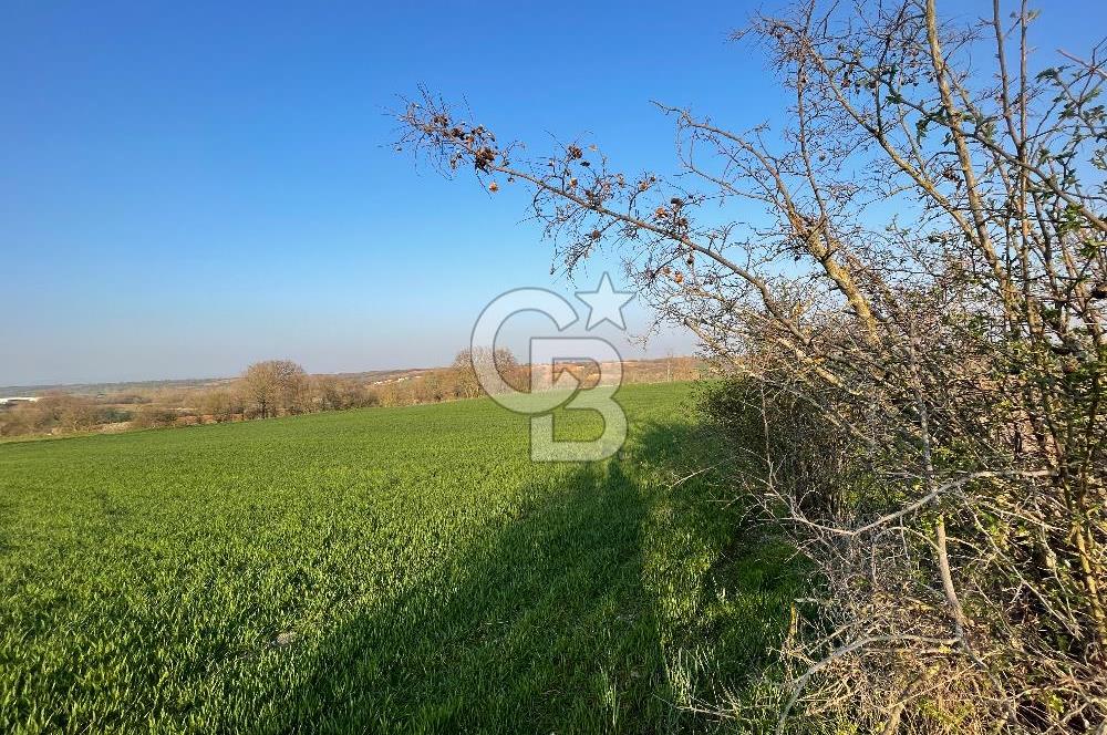 Kırklareli Lüleburgaz Celaliye 14.900 m2 Satılık Tarla