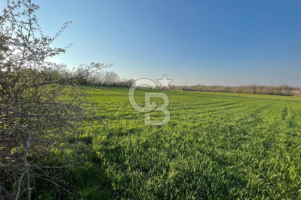 Kırklareli Lüleburgaz Celaliye 14.900 m2 Satılık Tarla