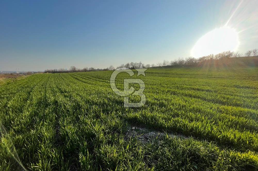 Kırklareli Lüleburgaz Celaliye 14.900 m2 Satılık Tarla