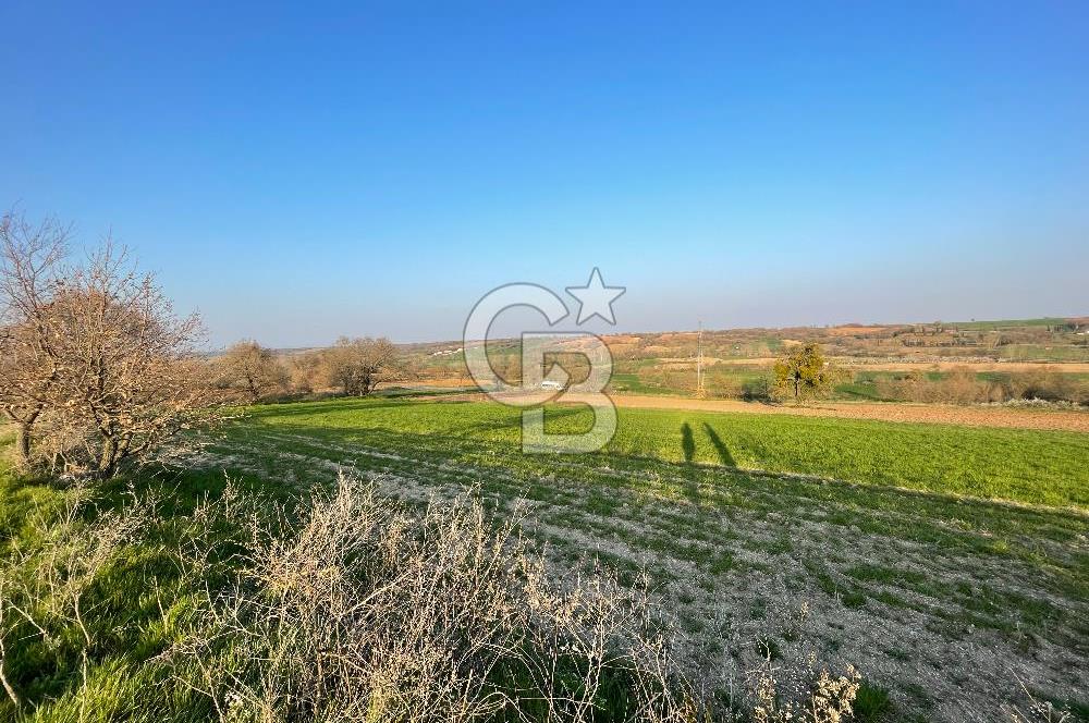Kırklareli Lüleburgaz Celaliye 14.900 m2 Satılık Tarla