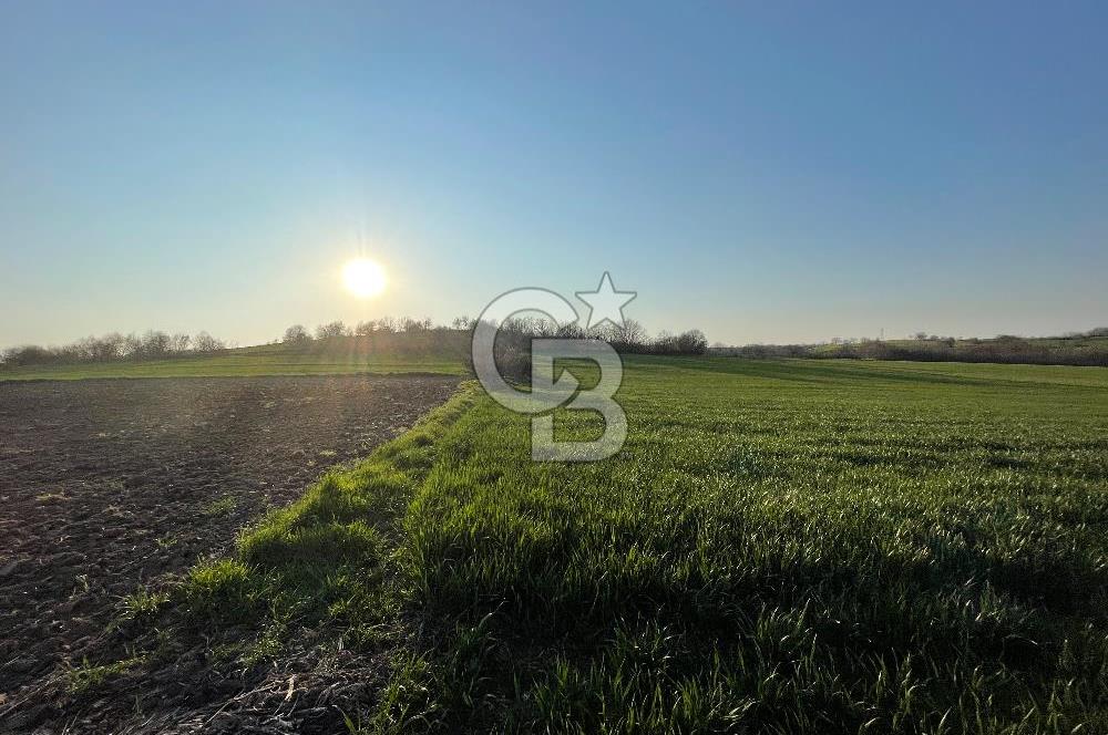 Kırklareli Lüleburgaz Celaliye 14.900 m2 Satılık Tarla