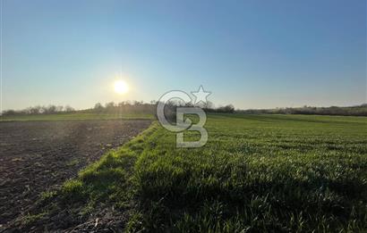 Kırklareli Lüleburgaz Celaliye 14.900 m2 Satılık Tarla