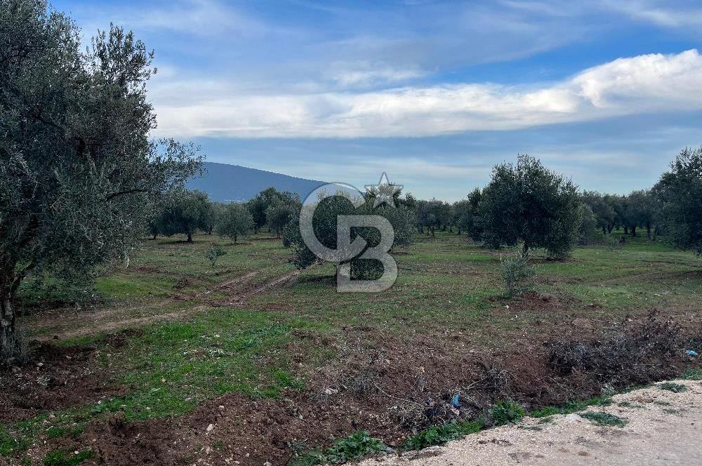 Manisa Akhisar Büknüş Köyünde Satılık Zeytinlik