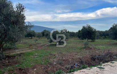 Manisa Akhisar Büknüş Köyünde Satılık Zeytinlik