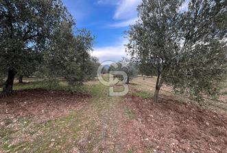 Manisa Akhisar Büknüş Köyünde 701 m² Satılık Zeytinlik