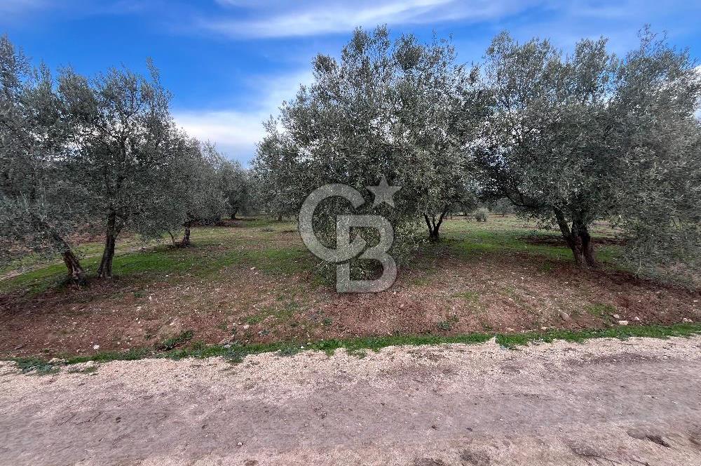 Manisa Akhisar Büknüş Köyünde 701 m² Satılık Zeytinlik
