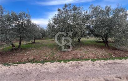 Manisa Akhisar Büknüş Köyünde 701 m² Satılık Zeytinlik
