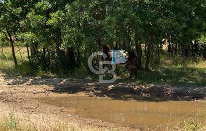 KIRKLARELİ -PINARHİSAR 3.692.M2 ACİL SATILIK DEĞERLİ ARAZİ