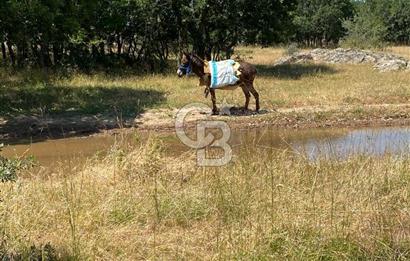 KIRKLARELİ -PINARHİSAR 3.692.M2 ACİL SATILIK DEĞERLİ ARAZİ