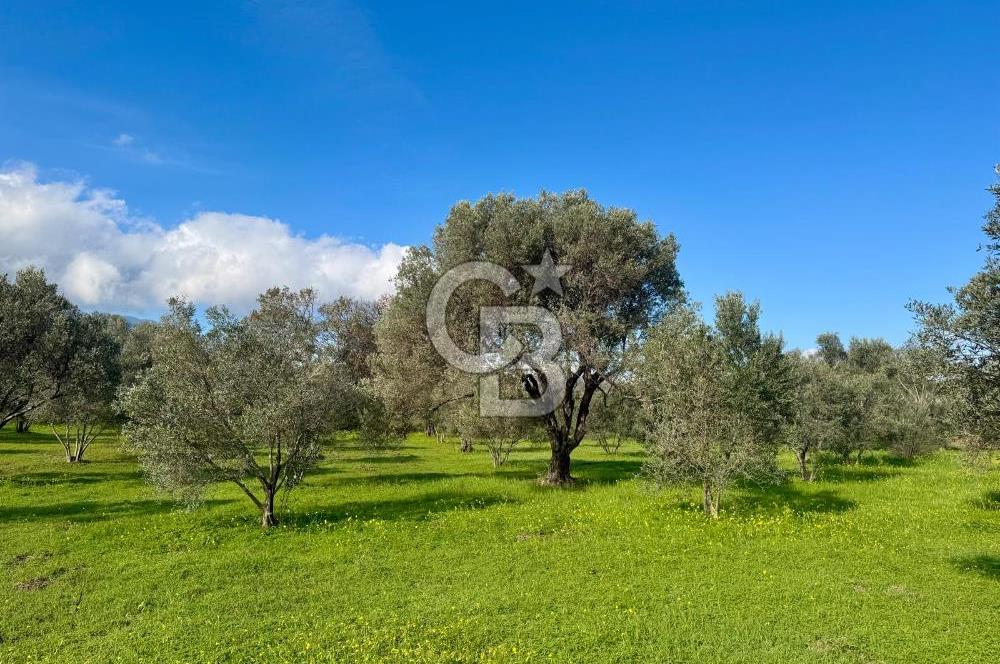 Datça’da Kızlan’da Satılık Yolu olan Bağ Evi İmarlı 5.462 m² Arazi