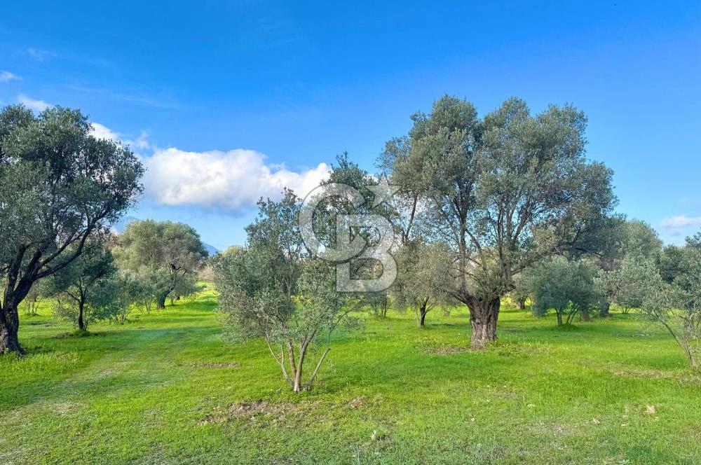 Datça’da Kızlan’da Satılık Yolu olan Bağ Evi İmarlı 5.462 m² Arazi