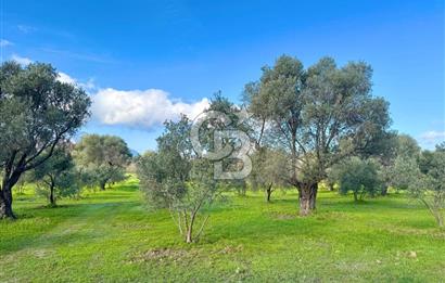 Datça’da Kızlan’da Satılık Yolu olan Bağ Evi İmarlı 5.462 m² Arazi