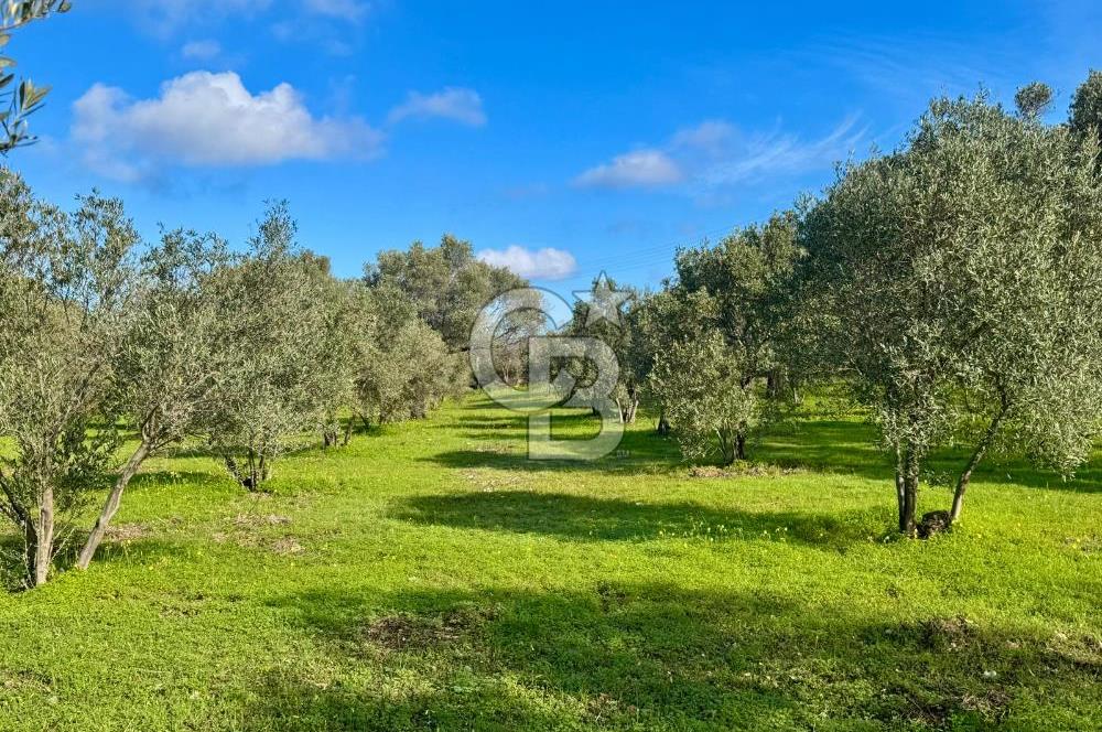 Datça’da Kızlan’da Satılık Yolu olan Bağ Evi İmarlı 5.462 m² Arazi