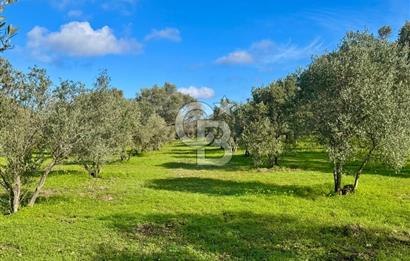 Datça’da Kızlan’da Satılık Yolu olan Bağ Evi İmarlı 5.462 m² Arazi