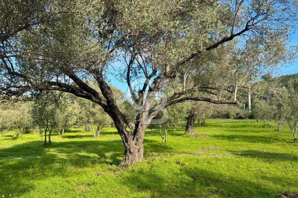 Datça’da Kızlan’da Satılık Yolu olan Bağ Evi İmarlı 5.462 m² Arazi