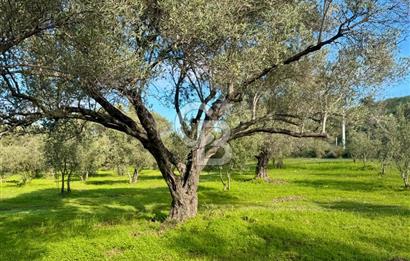 Datça’da Kızlan’da Satılık Yolu olan Bağ Evi İmarlı 5.462 m² Arazi