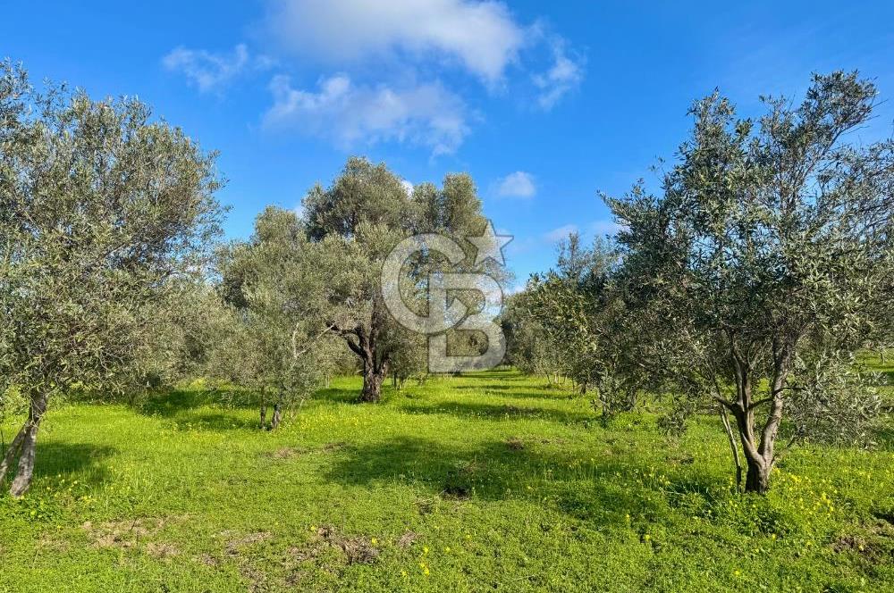 Datça’da Kızlan’da Satılık Yolu olan Bağ Evi İmarlı 5.462 m² Arazi