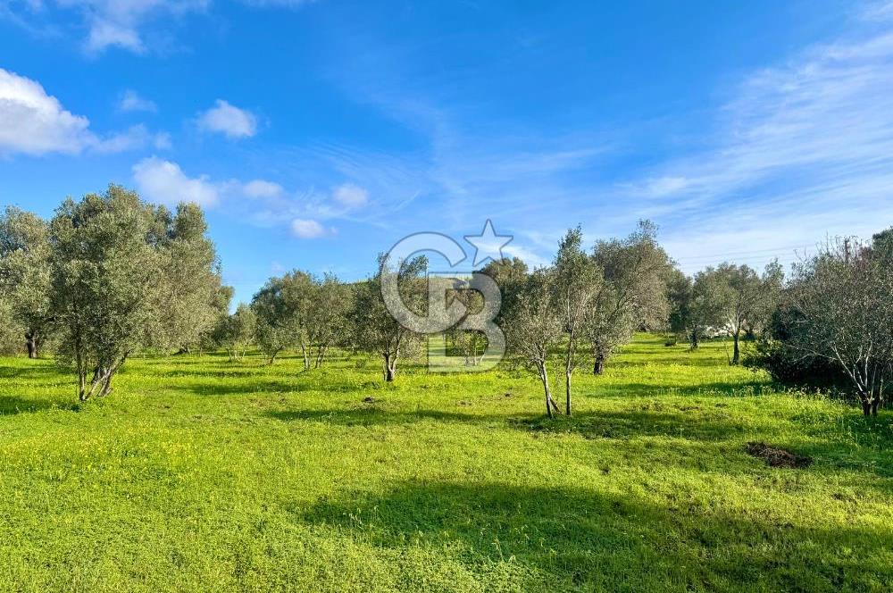 Datça’da Kızlan’da Satılık Yolu olan Bağ Evi İmarlı 5.462 m² Arazi