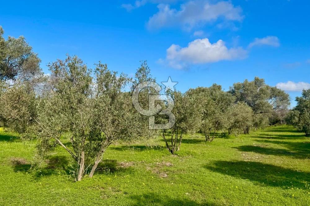Datça’da Kızlan’da Satılık Yolu olan Bağ Evi İmarlı 5.462 m² Arazi