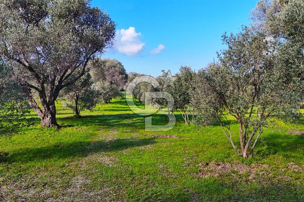 Datça’da Kızlan’da Satılık Yolu olan Bağ Evi İmarlı 5.462 m² Arazi