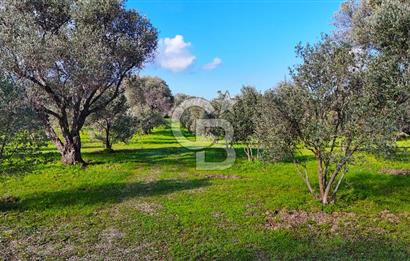 Datça’da Kızlan’da Satılık Yolu olan Bağ Evi İmarlı 5.462 m² Arazi