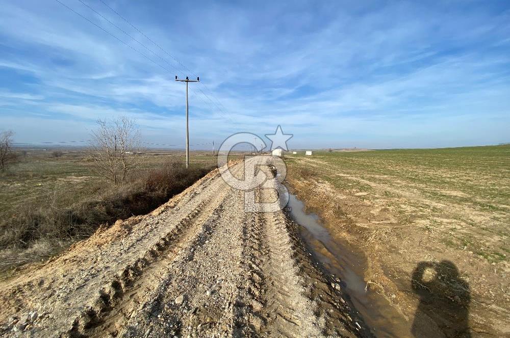 Yatırımlık tarl