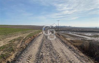 Yatırımlık tarl