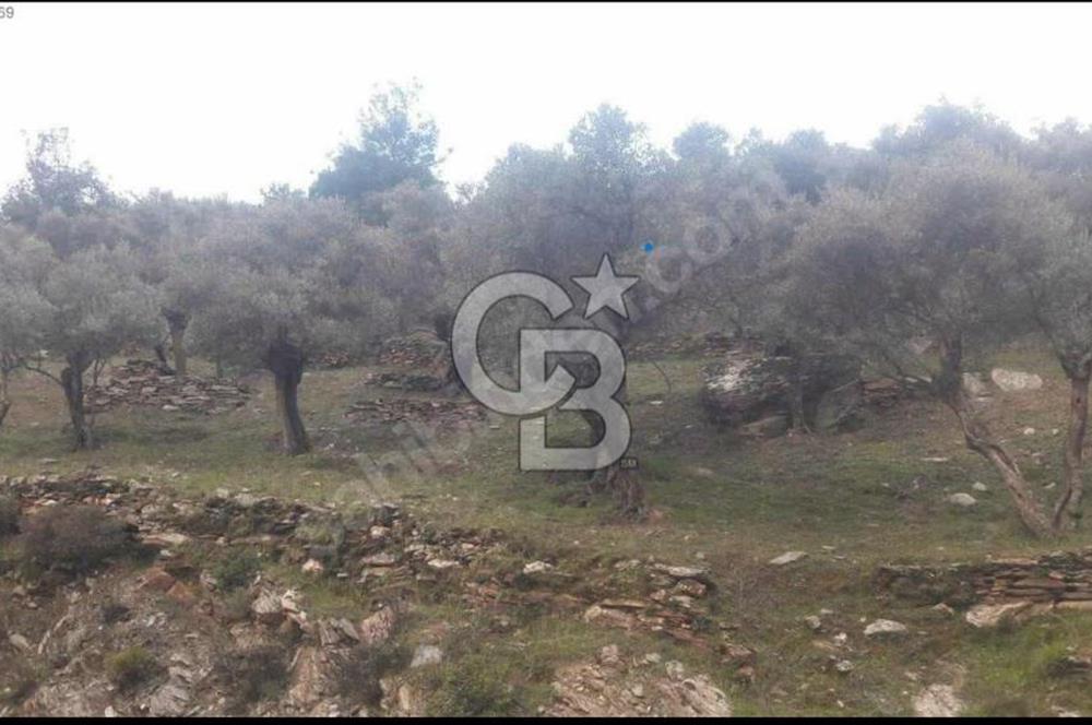 Bayındır Sarıyurt'ta Yola Cepheli Satılık Zeytinlik