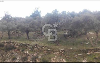 Bayındır Sarıyurt'ta Yola Cepheli Satılık Zeytinlik