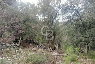 Fethiye Nif Yaylasında Yatırımlık 13 Dönüm Arazi