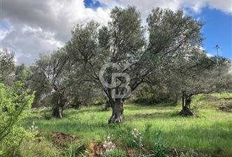 İZMİR BERGAMA DA SATILIK ZEYTİNLİK