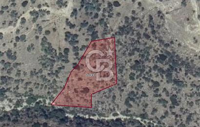 KARPUZLU,  ALEYHAN BÖLGESİNDE YATIRIMLIK 3.350 M2 ZEYTİNLİK 