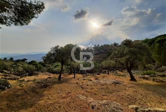 SARIKAYA MH. GÖKSEKİ  KÖYİÇİ SATILIK ZEYTİNLİK - 1 - 330207