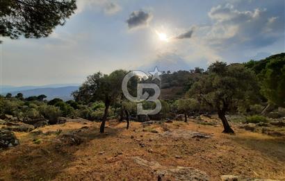 SARIKAYA MH. GÖKSEKİ  KÖYİÇİ SATILIK ZEYTİNLİK