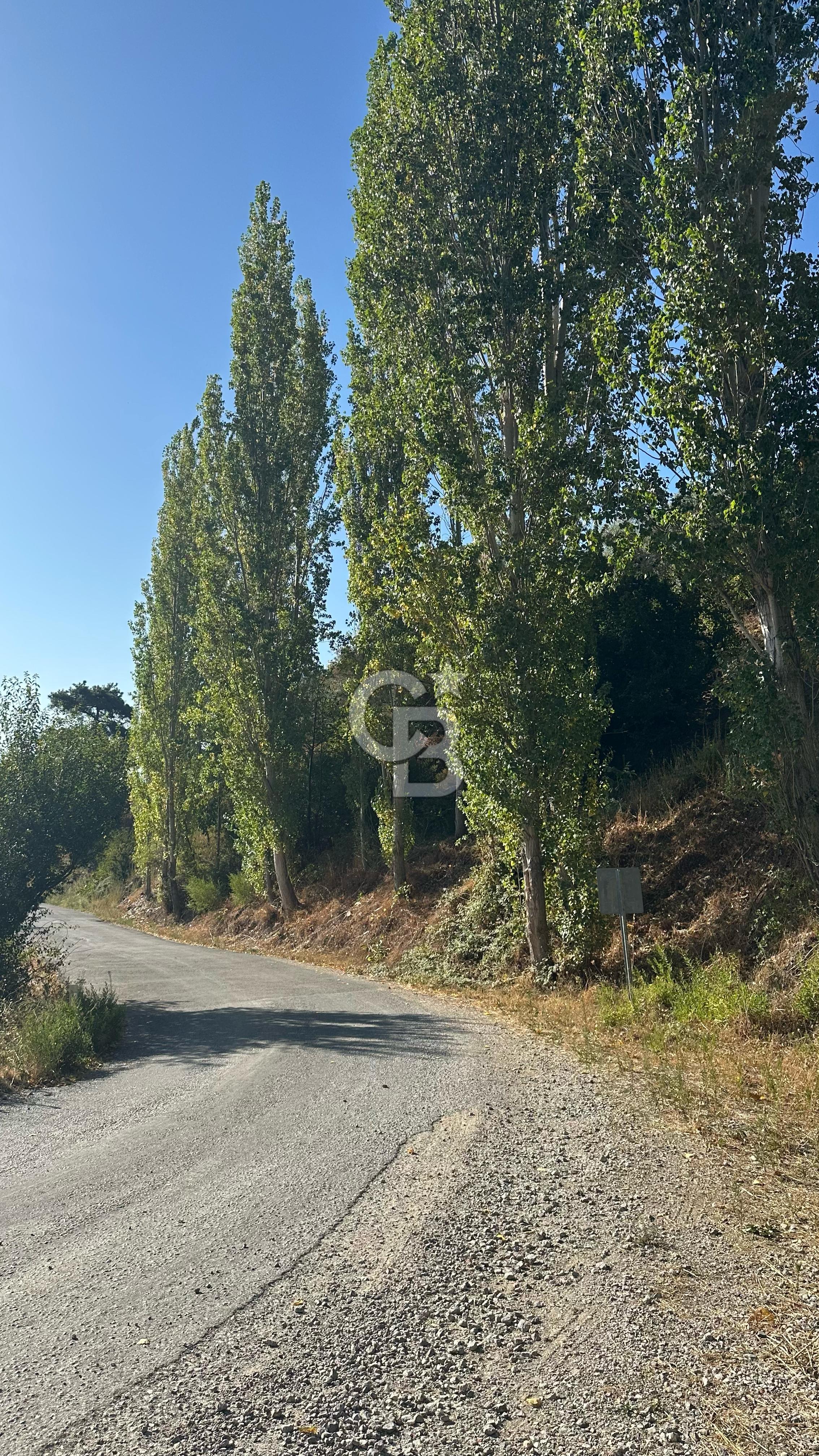 İZMİR BAYINDIR KIZILOBA YATIRIMLIK ASFLAT YOLA SIFIR ZEYTİNLİK