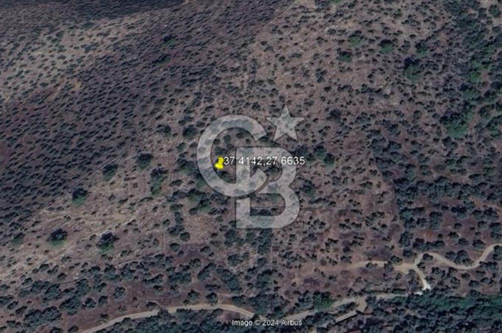 MİLAS HACIAHMETLER YATIRIMLIK ZEYTİNLİK FIRSAT