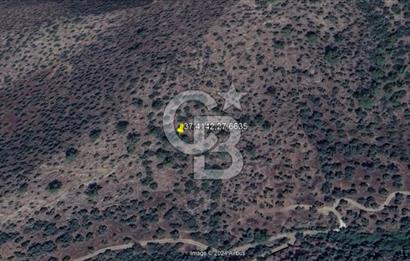 MİLAS HACIAHMETLER YATIRIMLIK ZEYTİNLİK FIRSAT