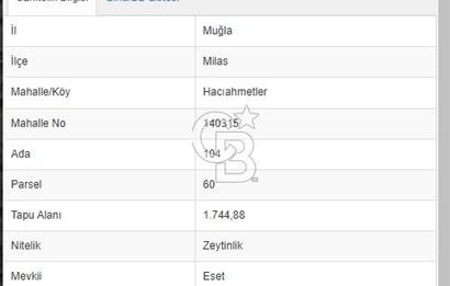 MİLAS HACIAHMETLER YATIRIMLIK ZEYTİNLİK FIRSAT