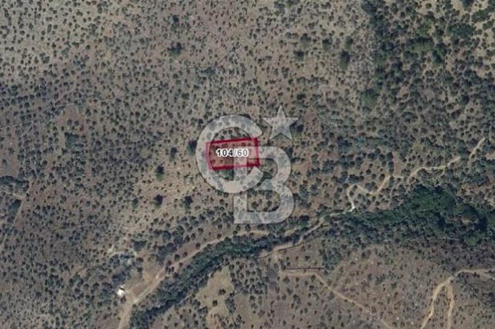 MİLAS HACIAHMETLER YATIRIMLIK ZEYTİNLİK FIRSAT