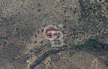 MİLAS HACIAHMETLER YATIRIMLIK ZEYTİNLİK FIRSAT