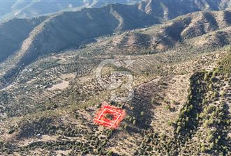 MİLAS HACIAHMETLER YATIRIMLIK ZEYTİNLİK FIRSAT