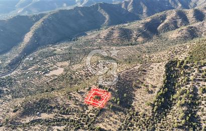 MİLAS HACIAHMETLER YATIRIMLIK ZEYTİNLİK FIRSAT